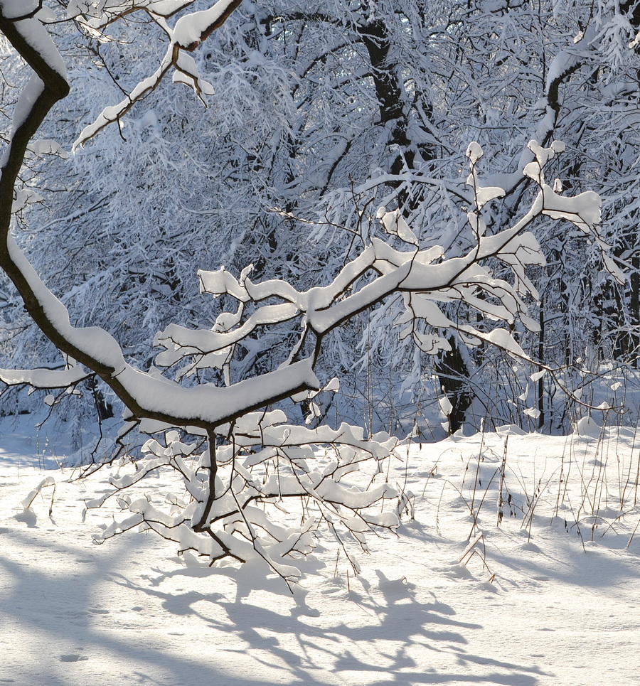 фото "Зарисовка зимы" метки: природа, ветки, парк, снег