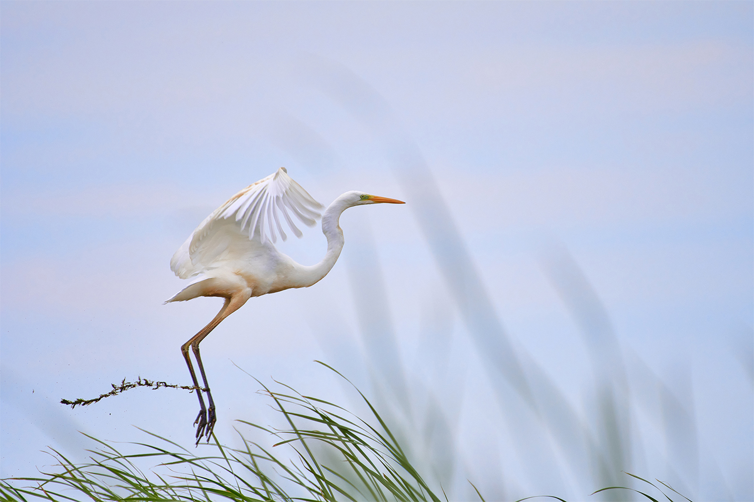 photo "***" tags: nature, 