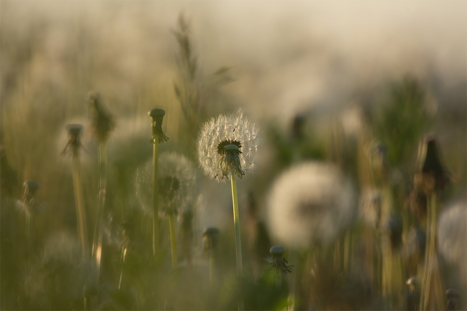 photo "***" tags: nature, 