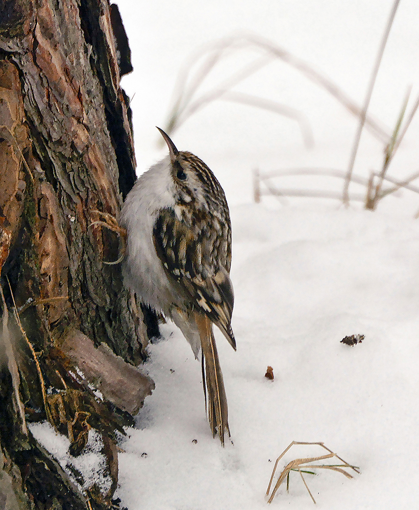 photo "***" tags: nature, forest, winter, птицы