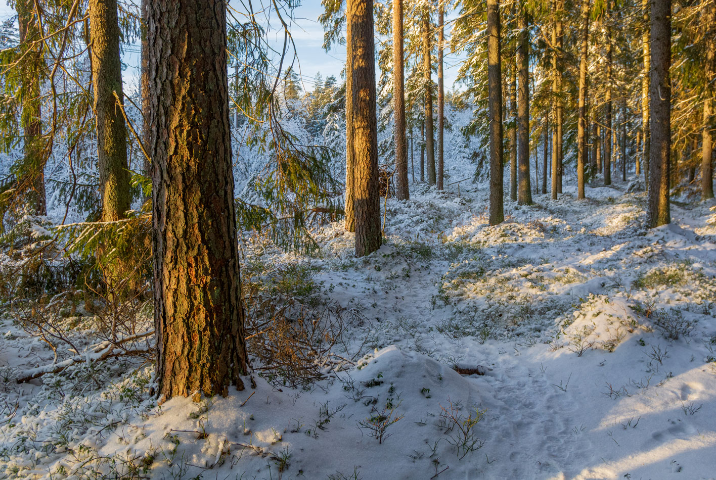 фото "В зимнем лесу" метки: пейзаж, природа, зима, лес