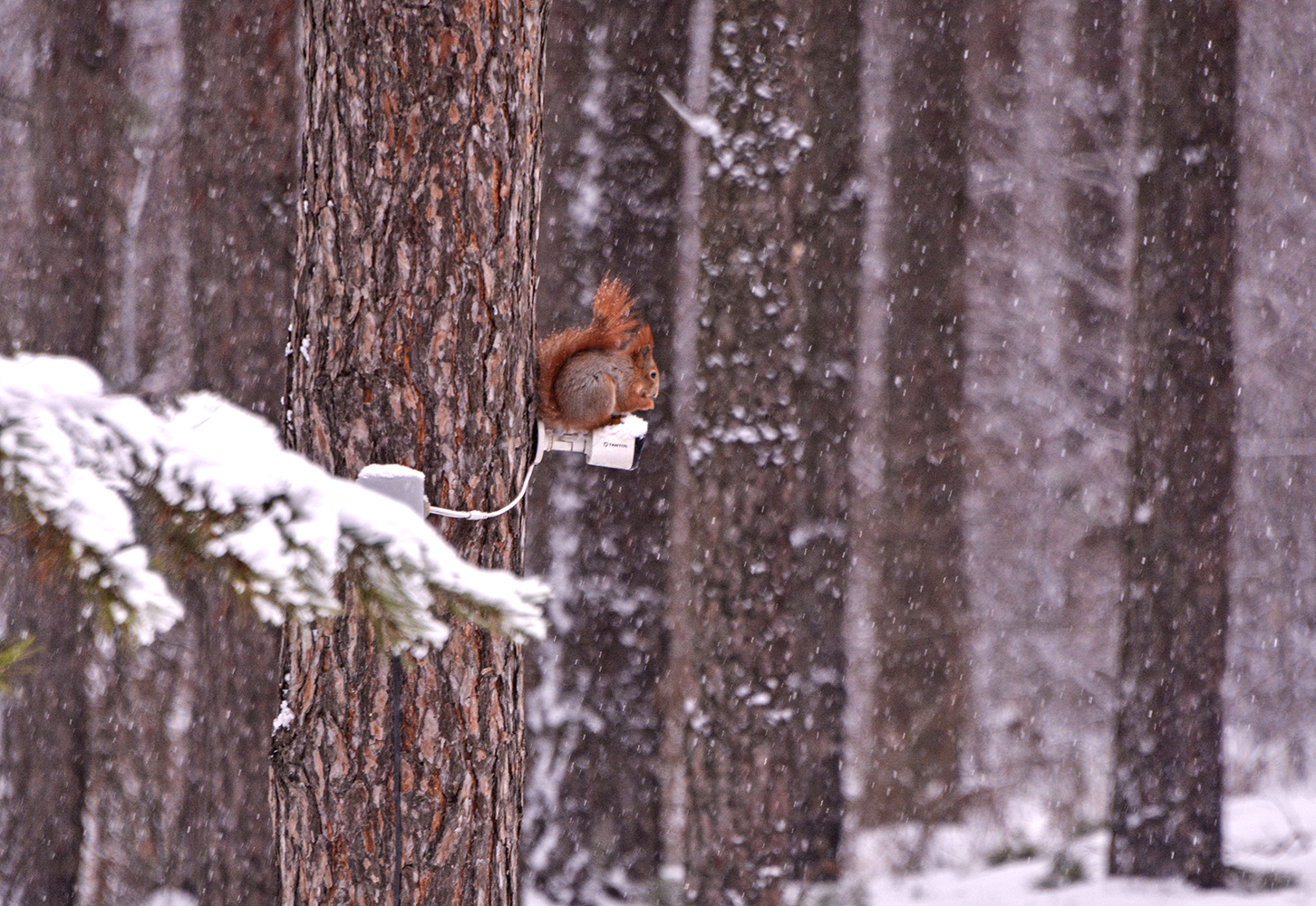 photo "***" tags: nature, forest, park, squirrel, winter