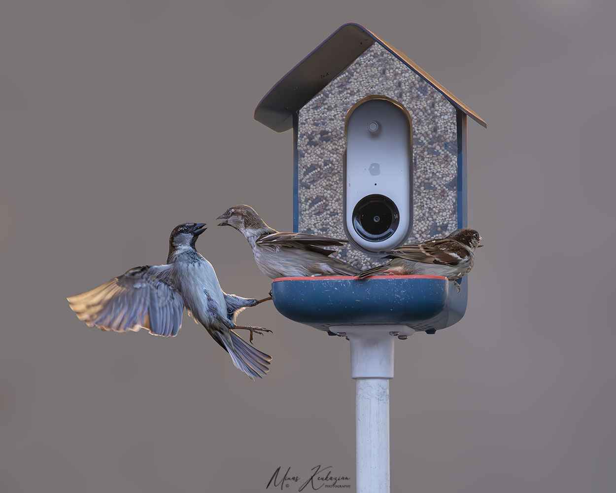 photo "House Sparrow" tags: nature, wild animals bird