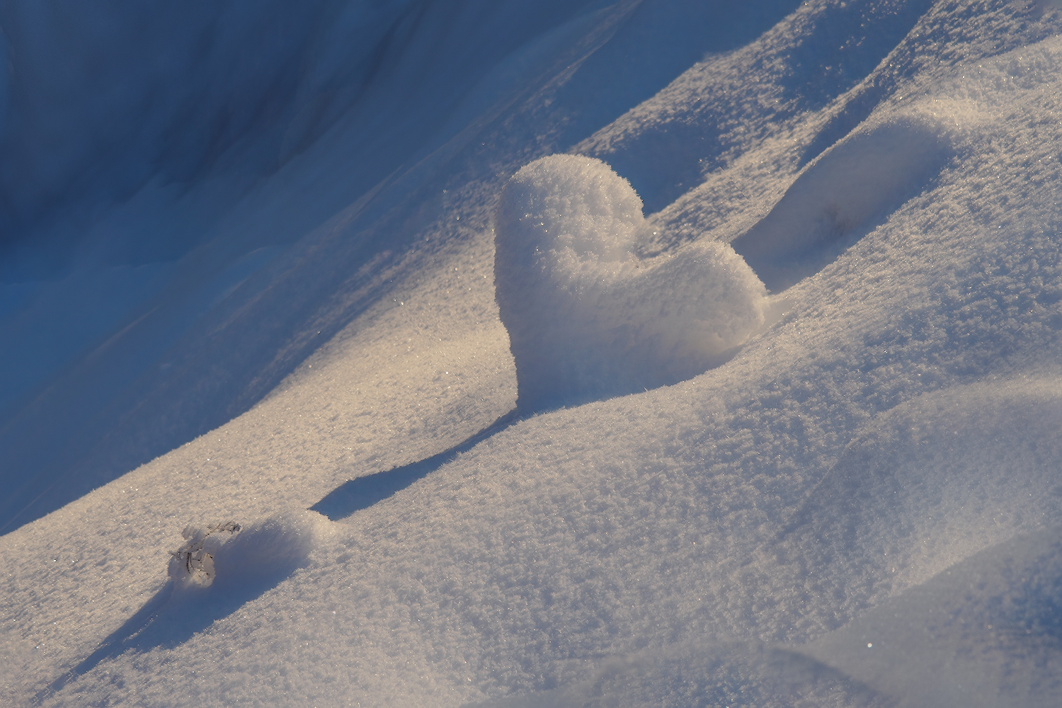 фото "Снежное сердце..." метки: природа, макро и крупный план, 