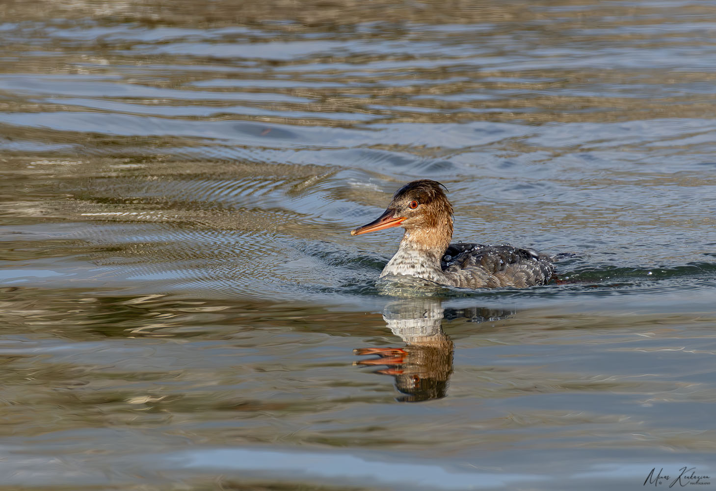 фото "Red-breasted -merganser" метки: природа, wild animals bird