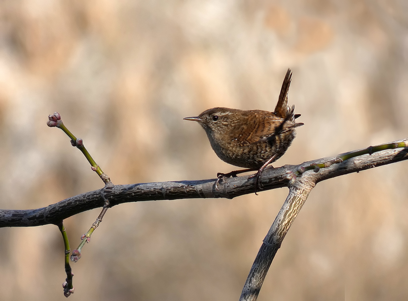 photo "***" tags: nature, wild animals