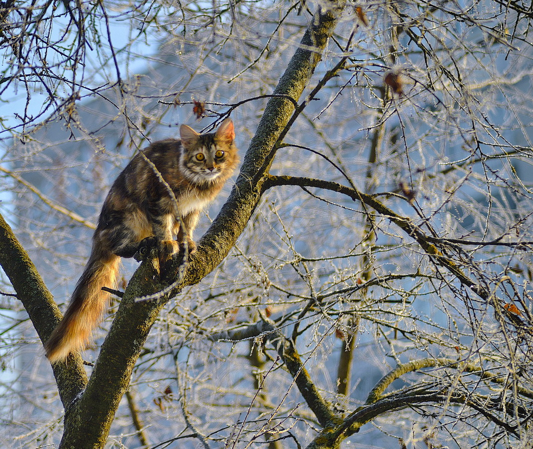 фото "***" метки: природа, зима, иней, кошка