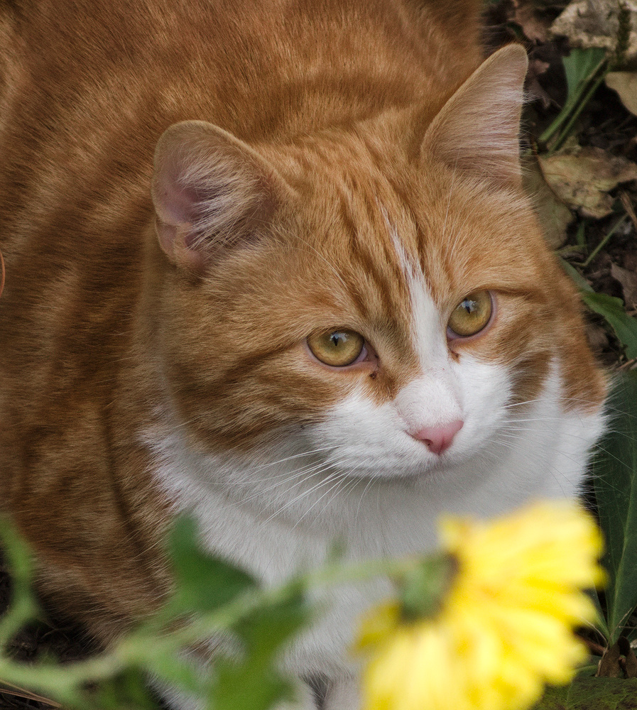 photo "***" tags: portrait, nature, 