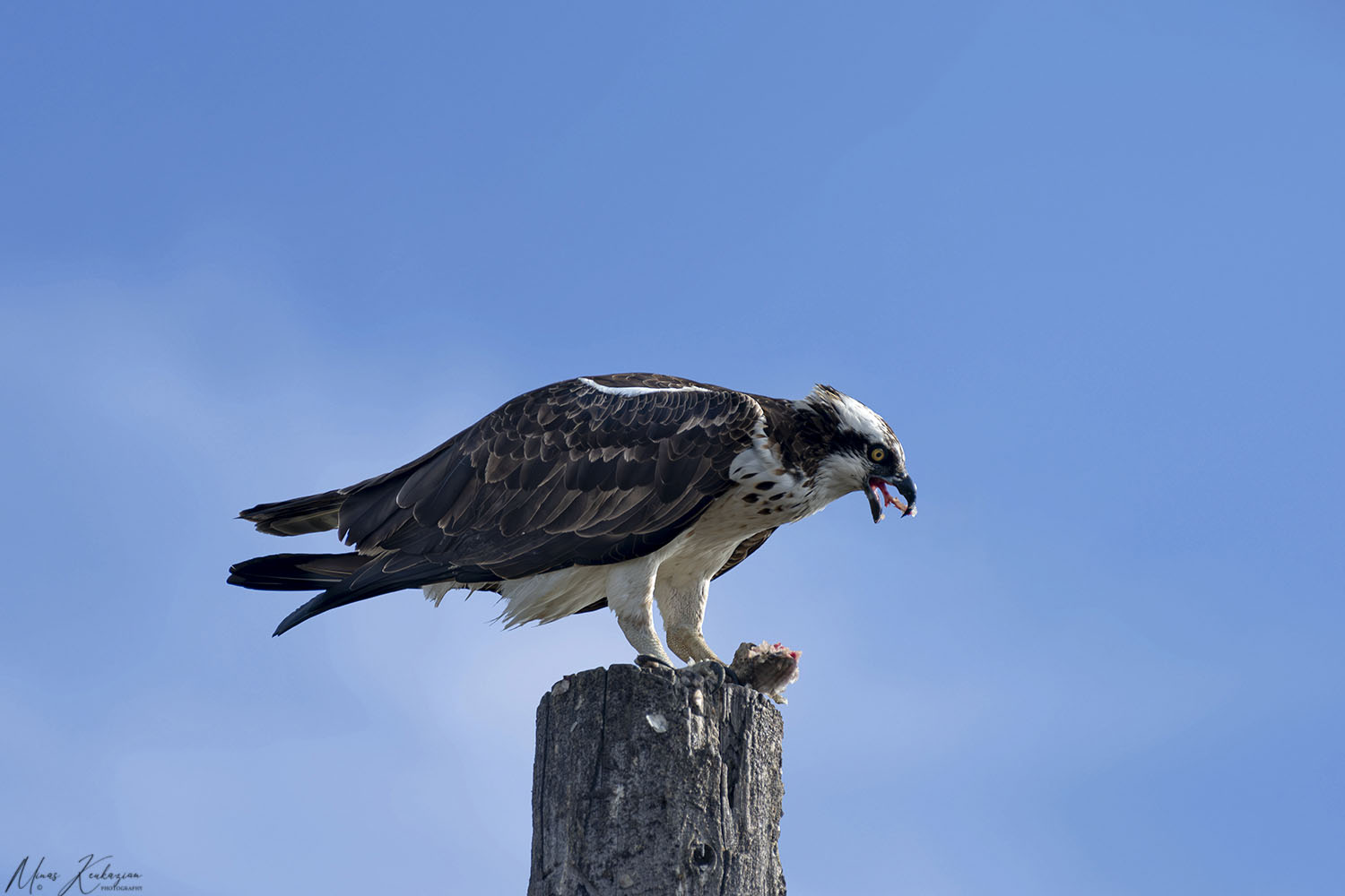 photo "Osprey" tags: nature, wild animals bird