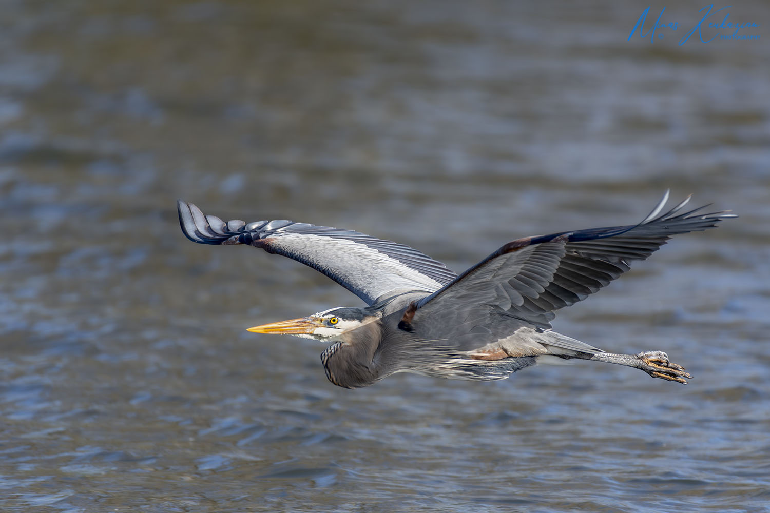 фото "Grat Blue Heron" метки: природа, wild animals bird