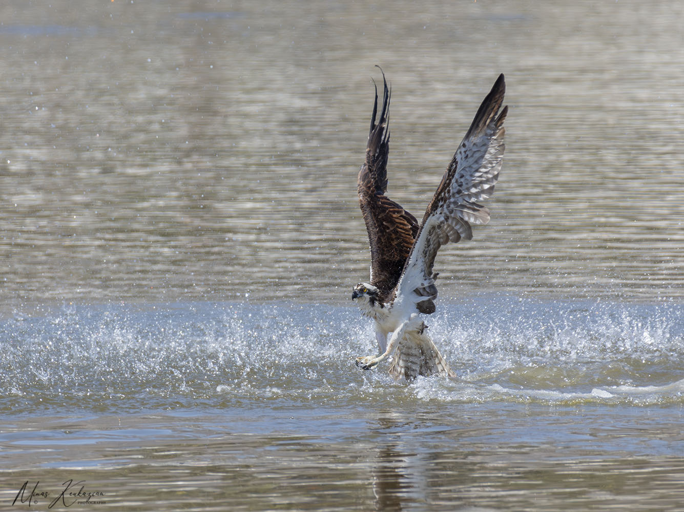 фото "Osprey" метки: природа, wild animals bird, wild animals bird fish lake