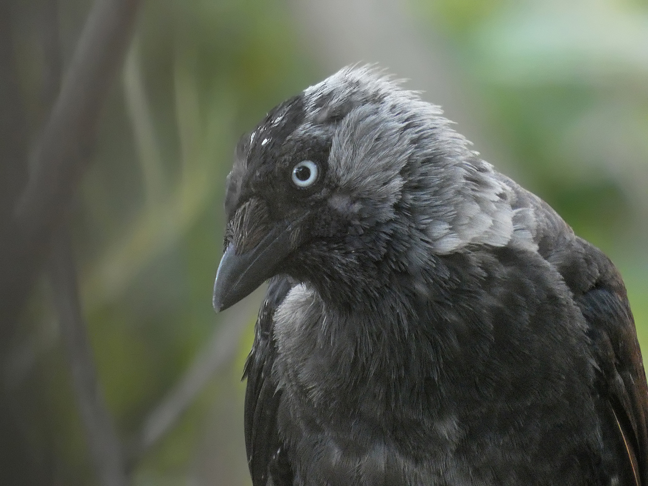 photo "***" tags: portrait, macro and close-up, wild animals