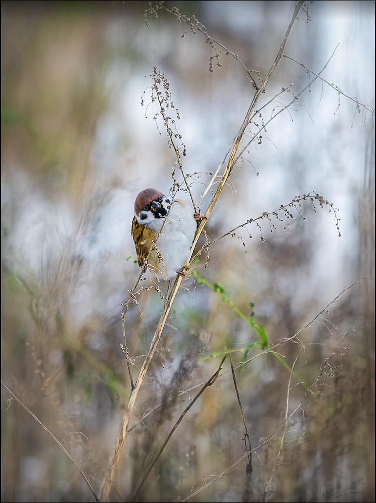 фото "***" метки: природа, 