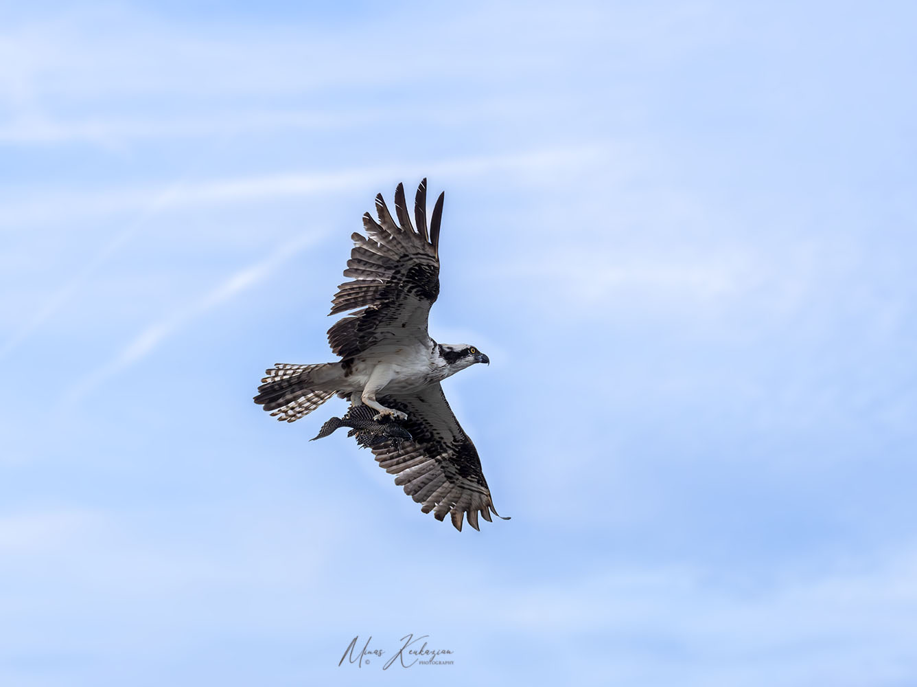 фото "Osprey" метки: природа, wild animals bird, wild animals bird fish lake