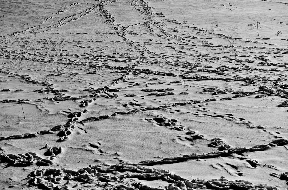 photo "Snow2" tags: nature, black&white, misc., snow