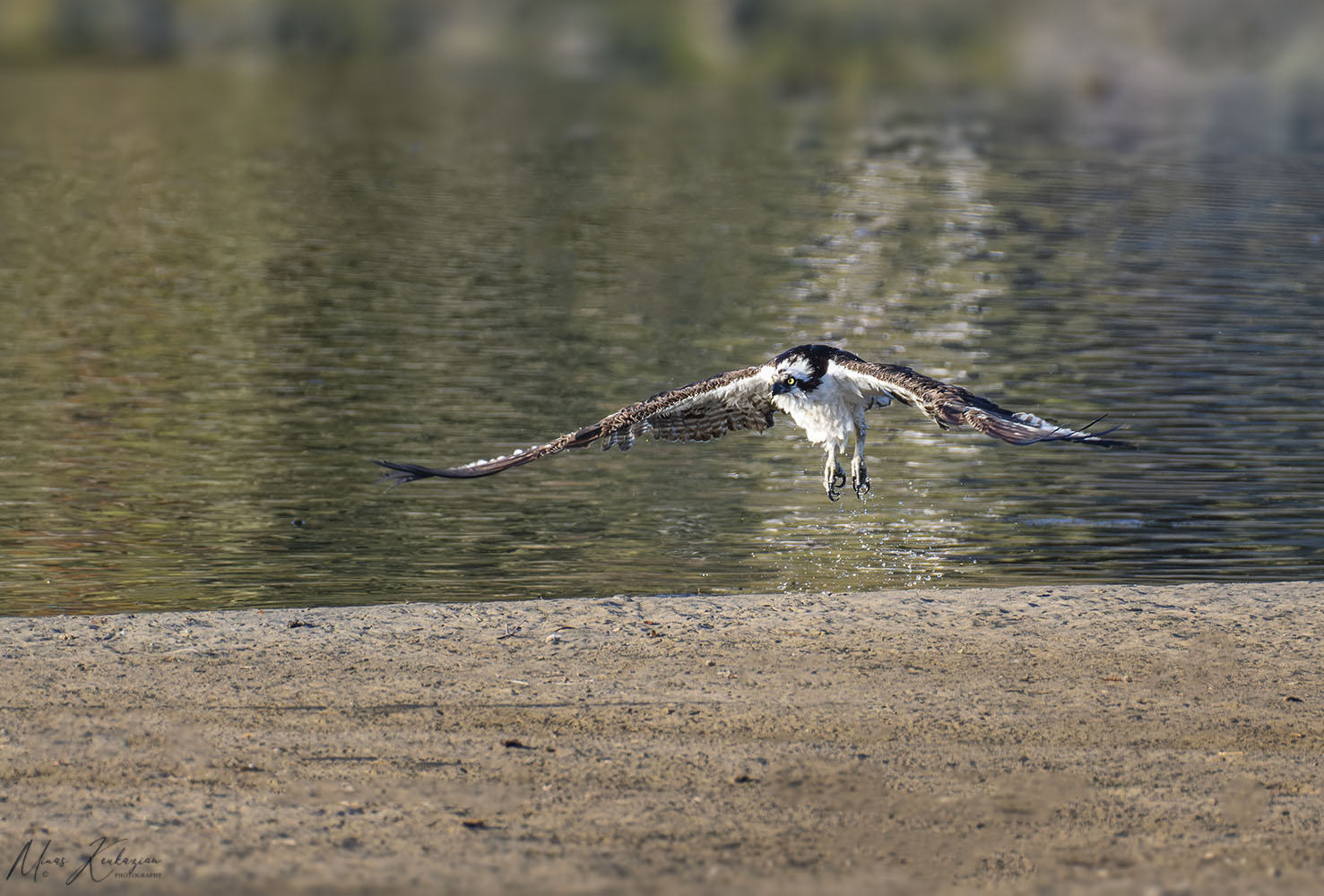 фото "Osprey taking off in Malibu Lagoon Ca." метки: природа, wild animals bird