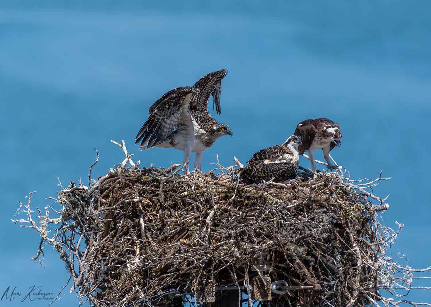 photo "Osprey" tags: nature, wild animals bird