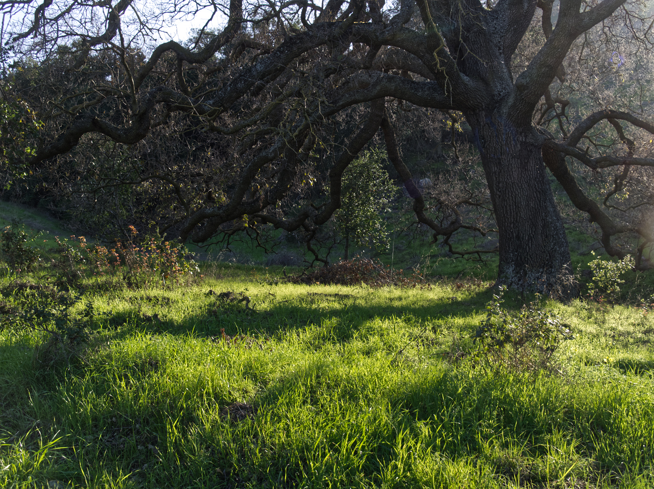 photo "Дуб Весной" tags: misc., Оак
Дуб
Весна
Spring