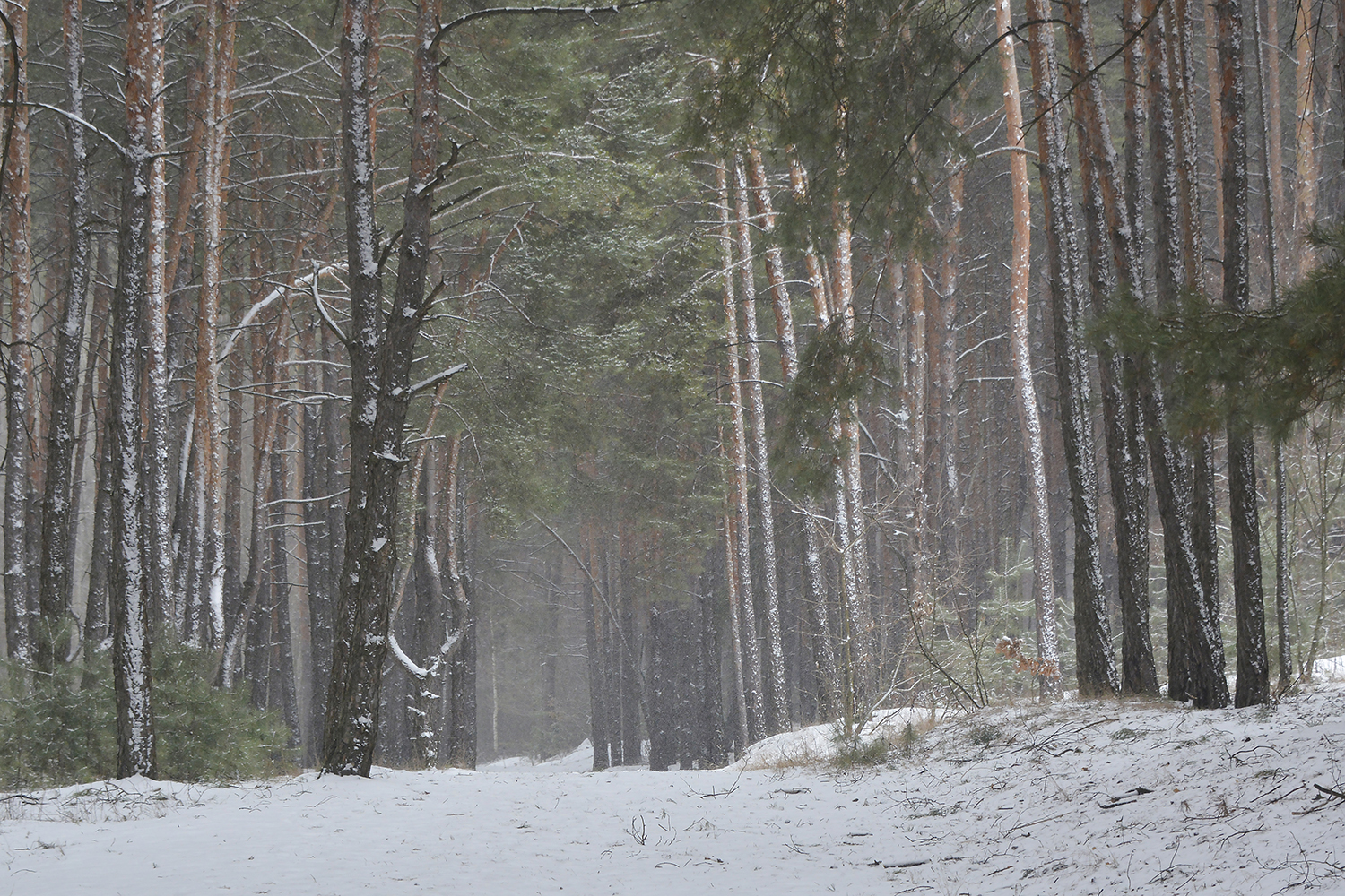 photo "***" tags: landscape, forest, snow, winter