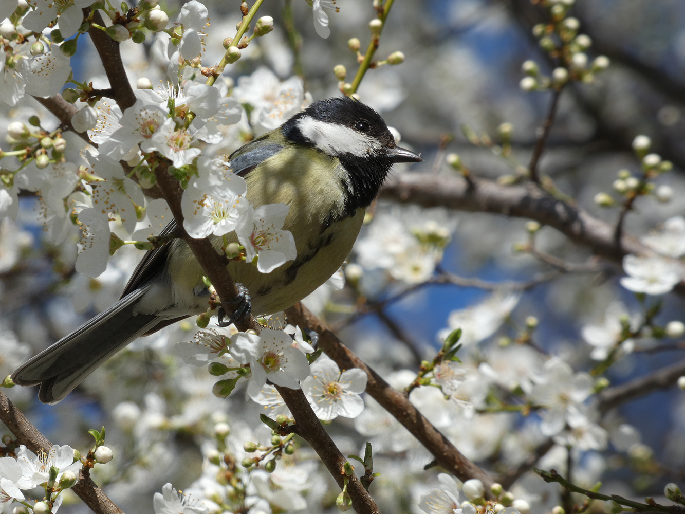 photo "***" tags: nature, wild animals