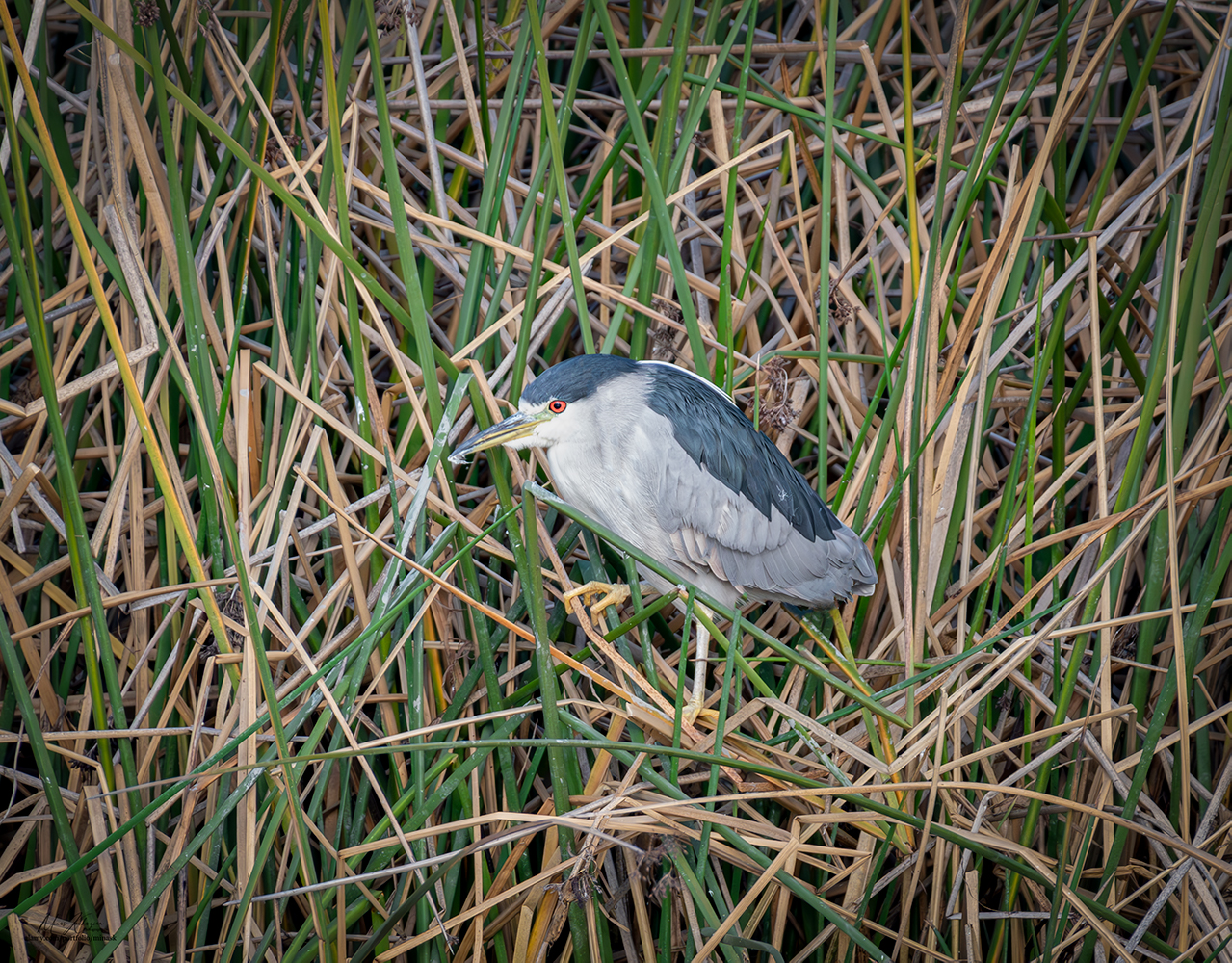 photo "Black-crowned Night-Heron" tags: nature, wild animals bird