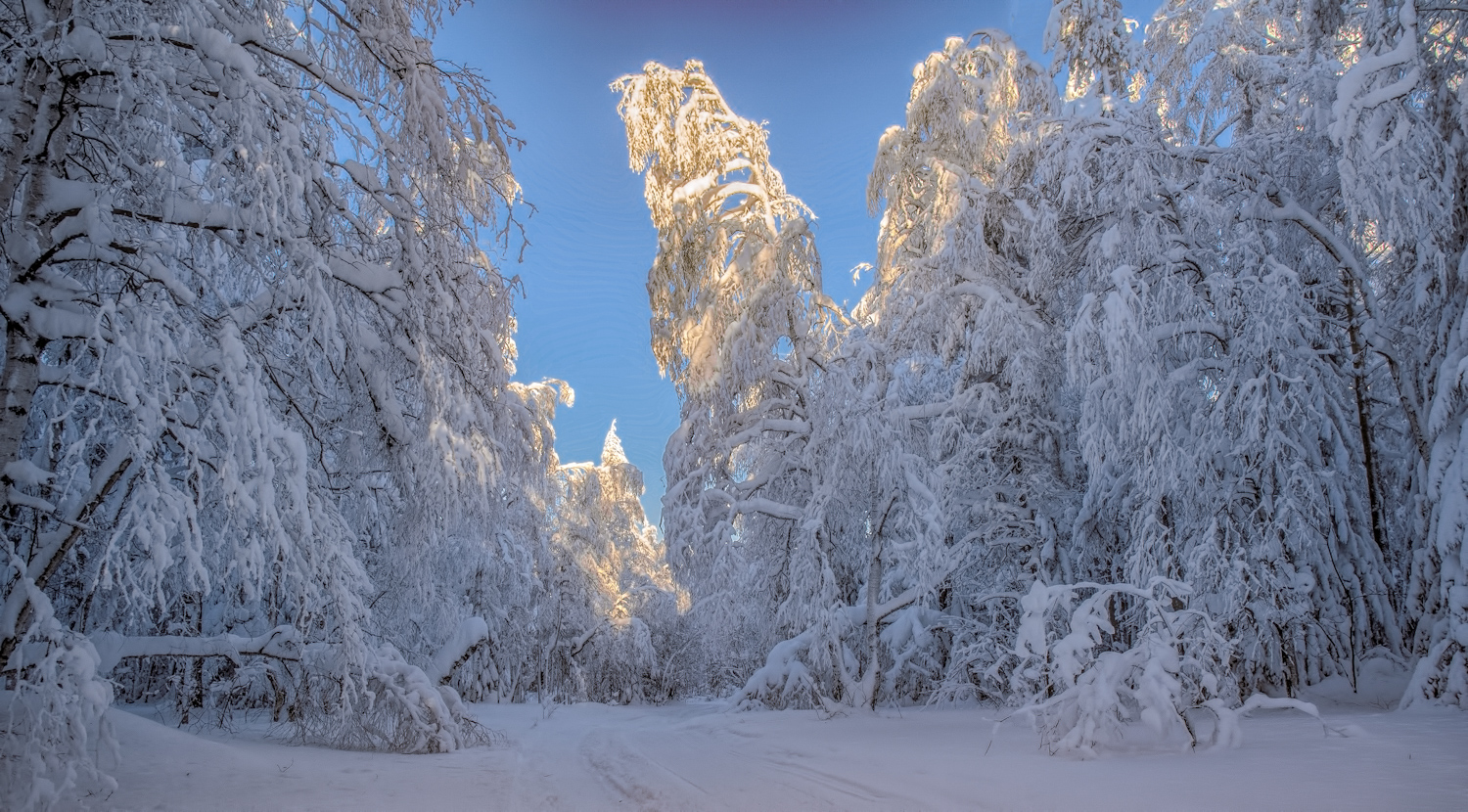 фото "Замороженный лес" метки: пейзаж, 