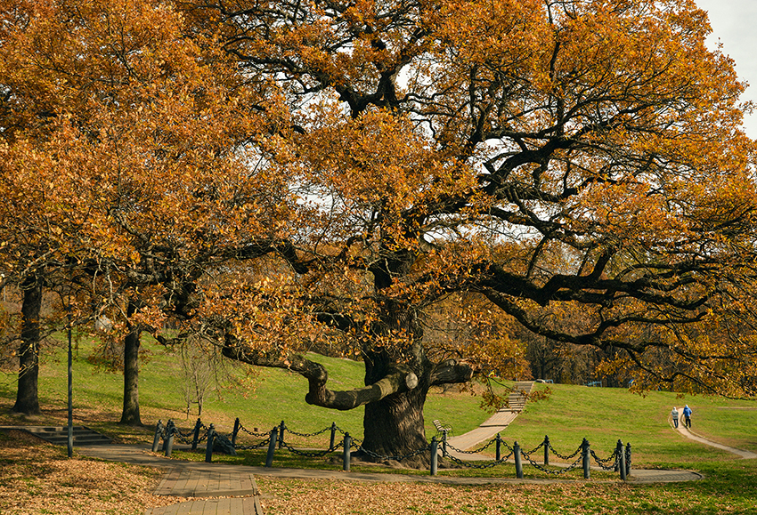 фото "Осень патриарха." метки: пейзаж, дерево, дуб, осень