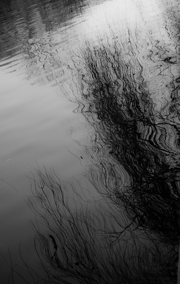 photo "CA2" tags: abstract, black&white, misc., tree