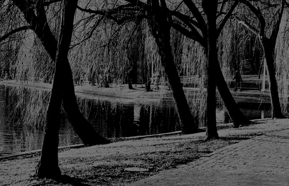 photo "CA4" tags: black&white, misc., tree