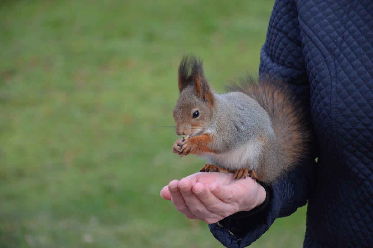 photo "***" tags: nature, misc., Moscow, squirrel, Царицыно, белки, животные