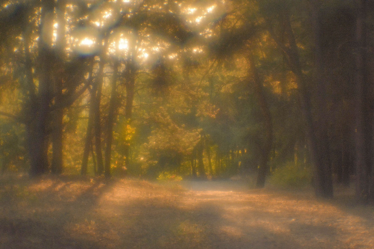 photo "***" tags: landscape, autumn, forest, монокль