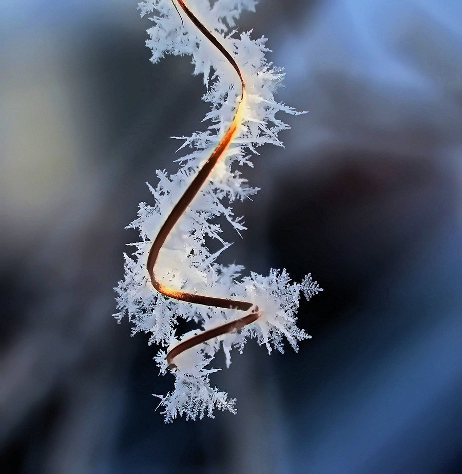 photo "***" tags: nature, hoarfrost, winter