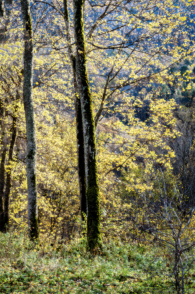 photo "Fall in Sigulda 2" tags: nature, 