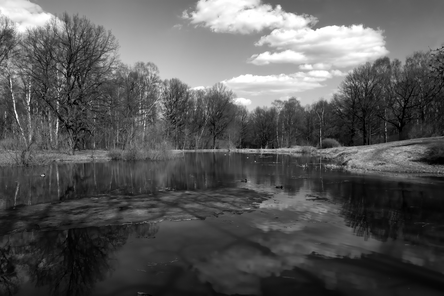 фото "весна..." метки: , 