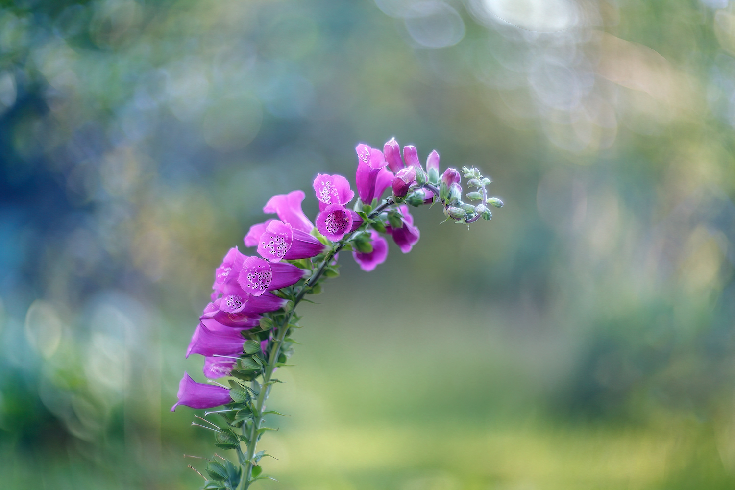 photo "***" tags: macro and close-up, nature, 