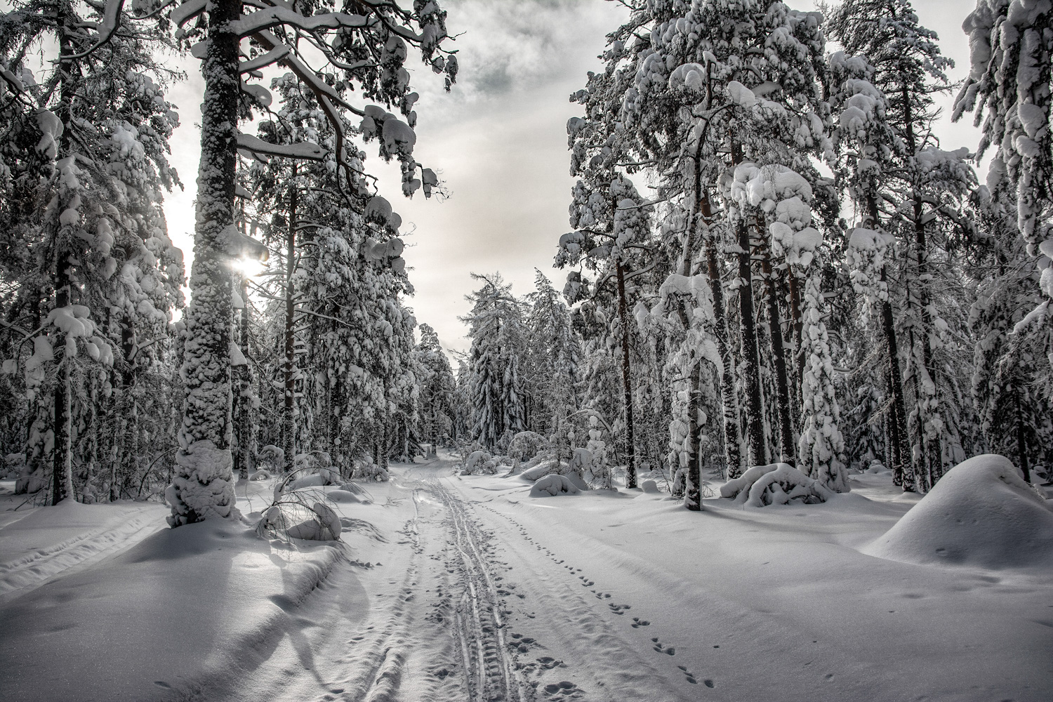 фото "Замороженный лес" метки: пейзаж, 