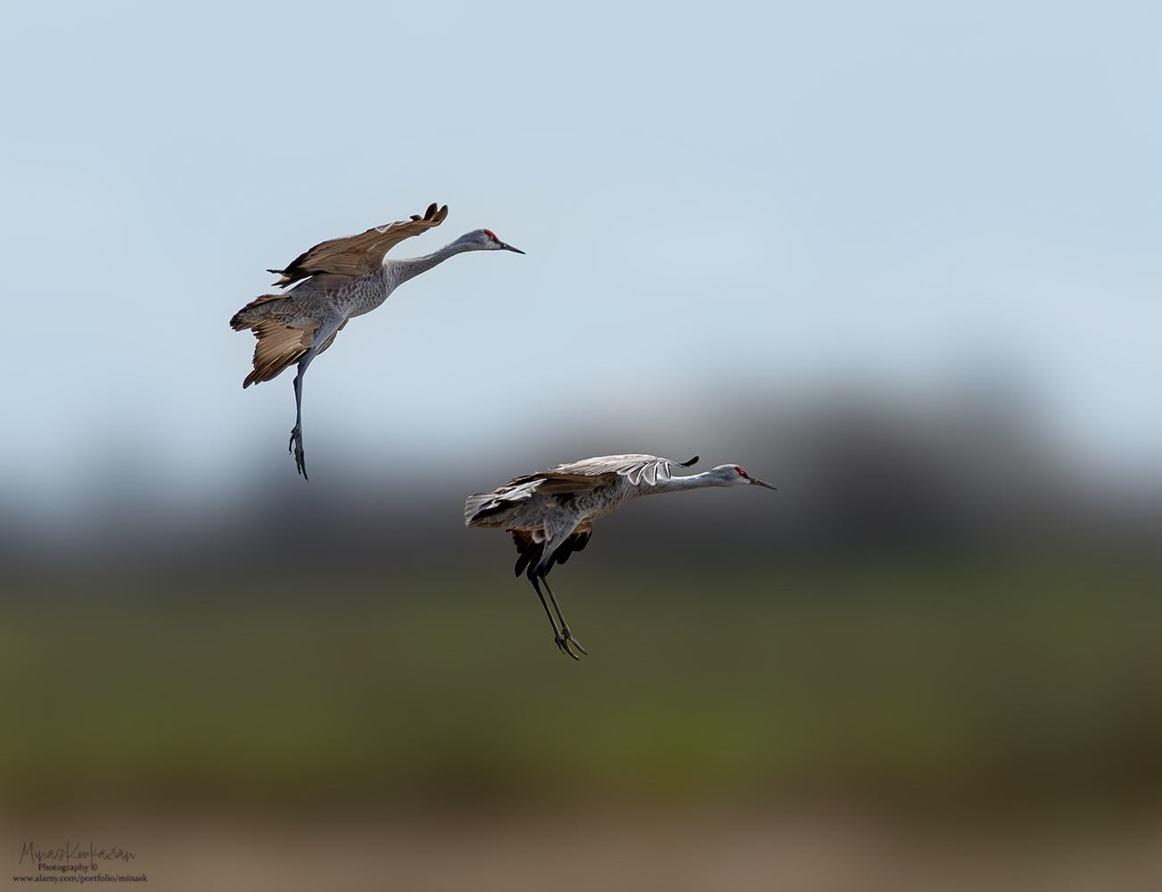 фото "Sandhill Crane" метки: природа, wild animals bird