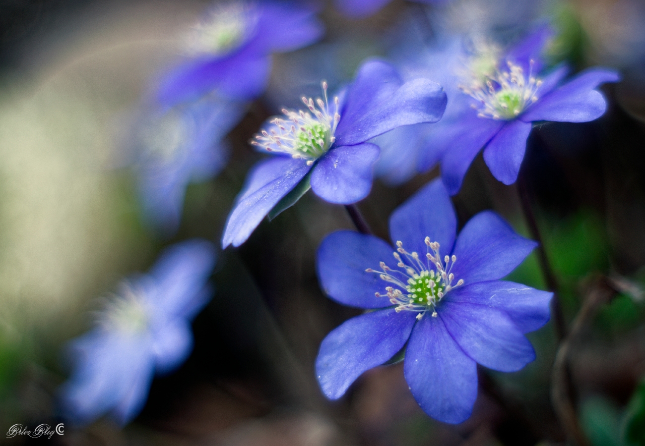 photo "***" tags: macro and close-up, flowers