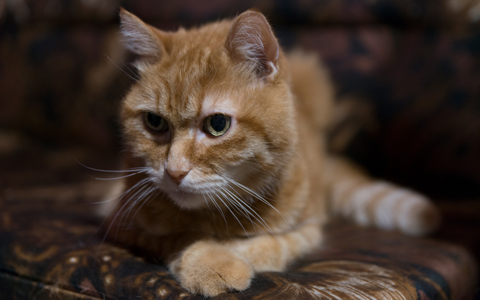 photo "Evening look" tags: portrait, animal cat pet