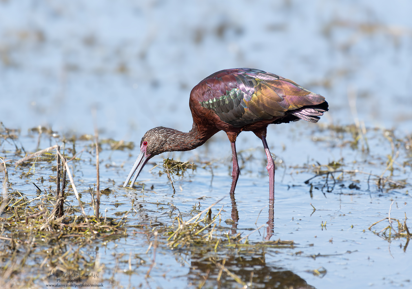 photo "White-faced ibis" tags: nature, wild animals bird