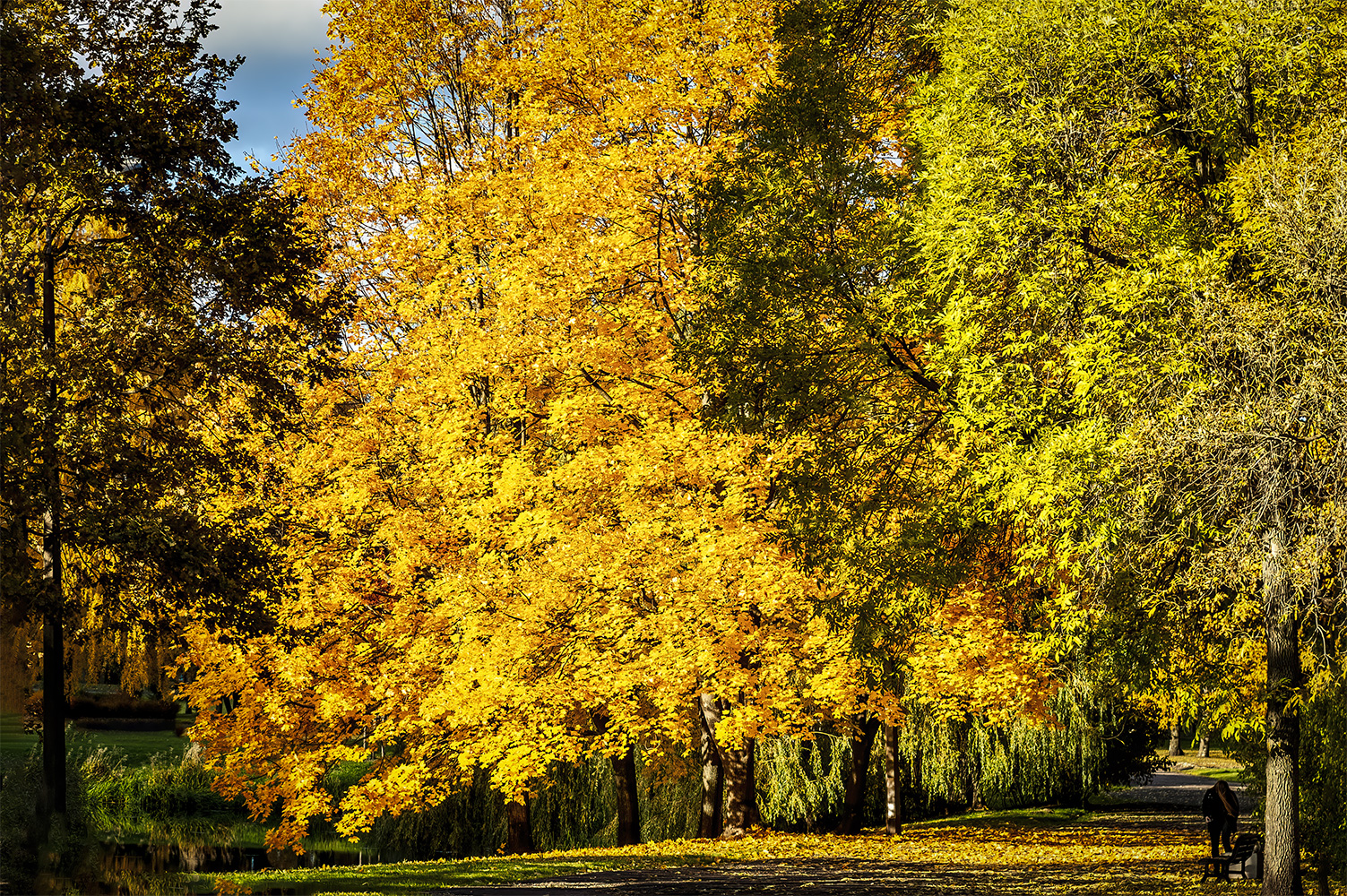 photo "Fall in the Park" tags: nature, 