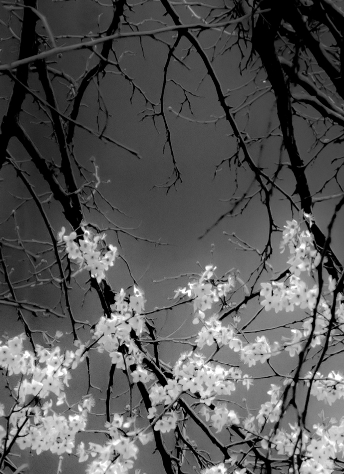 photo "W-S" tags: black&white, misc., blackwhite, tree