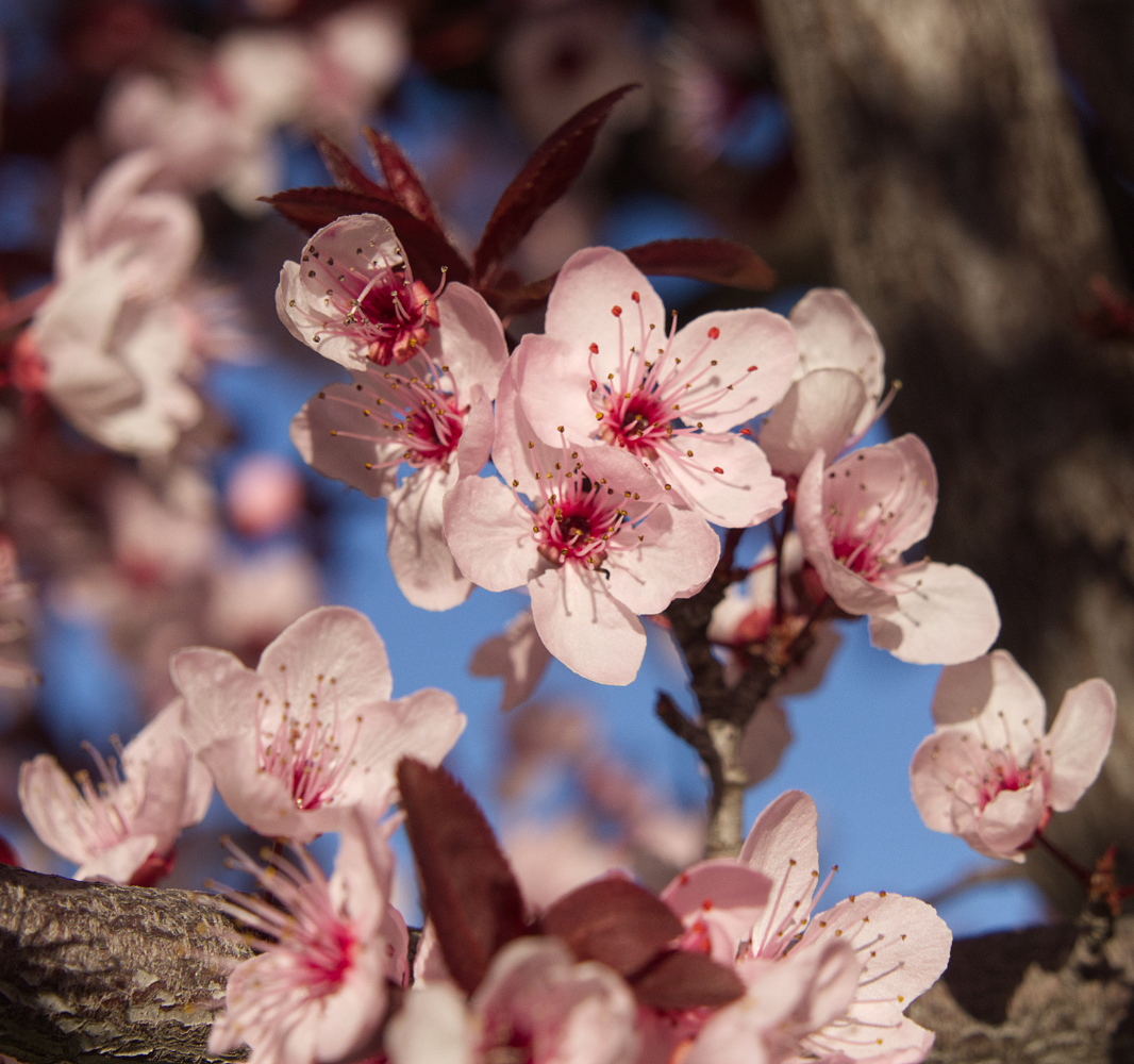 photo "Красиво зацвела вишня." tags: fragment, misc., вишня
цветы