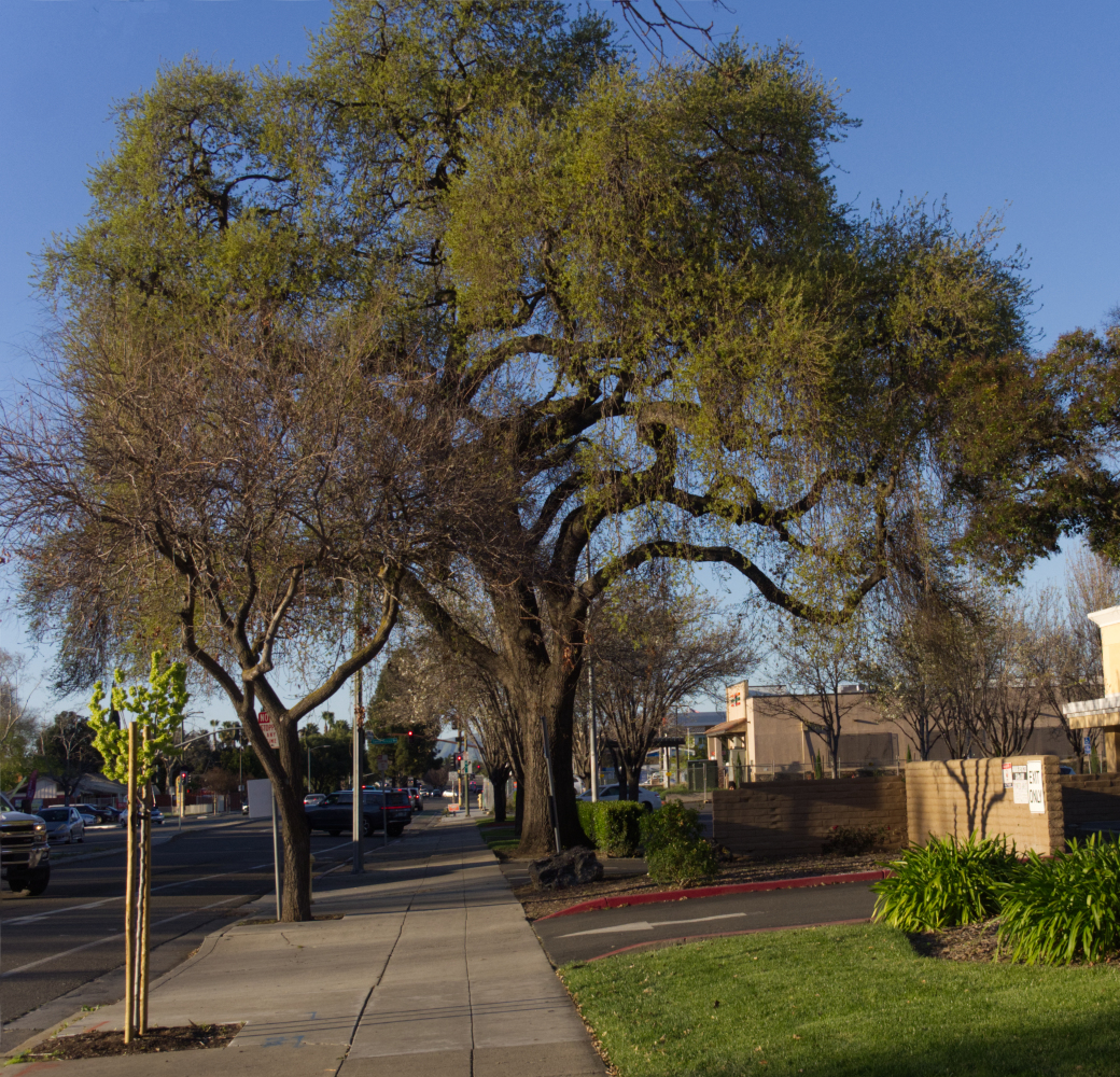 photo "Дуб который живёт на улице." tags: landscape, misc., street, дуб