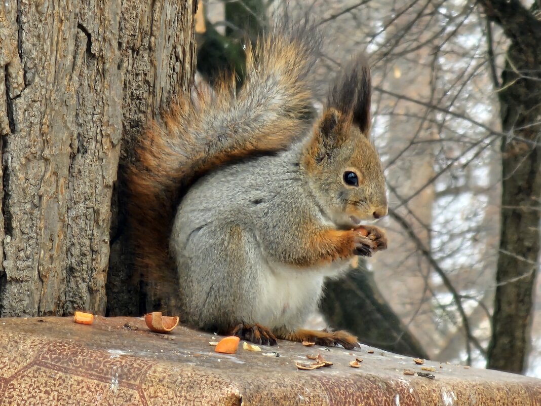 photo "***" tags: nature, misc., Moscow, squirrel, Царицыно, белки, животные