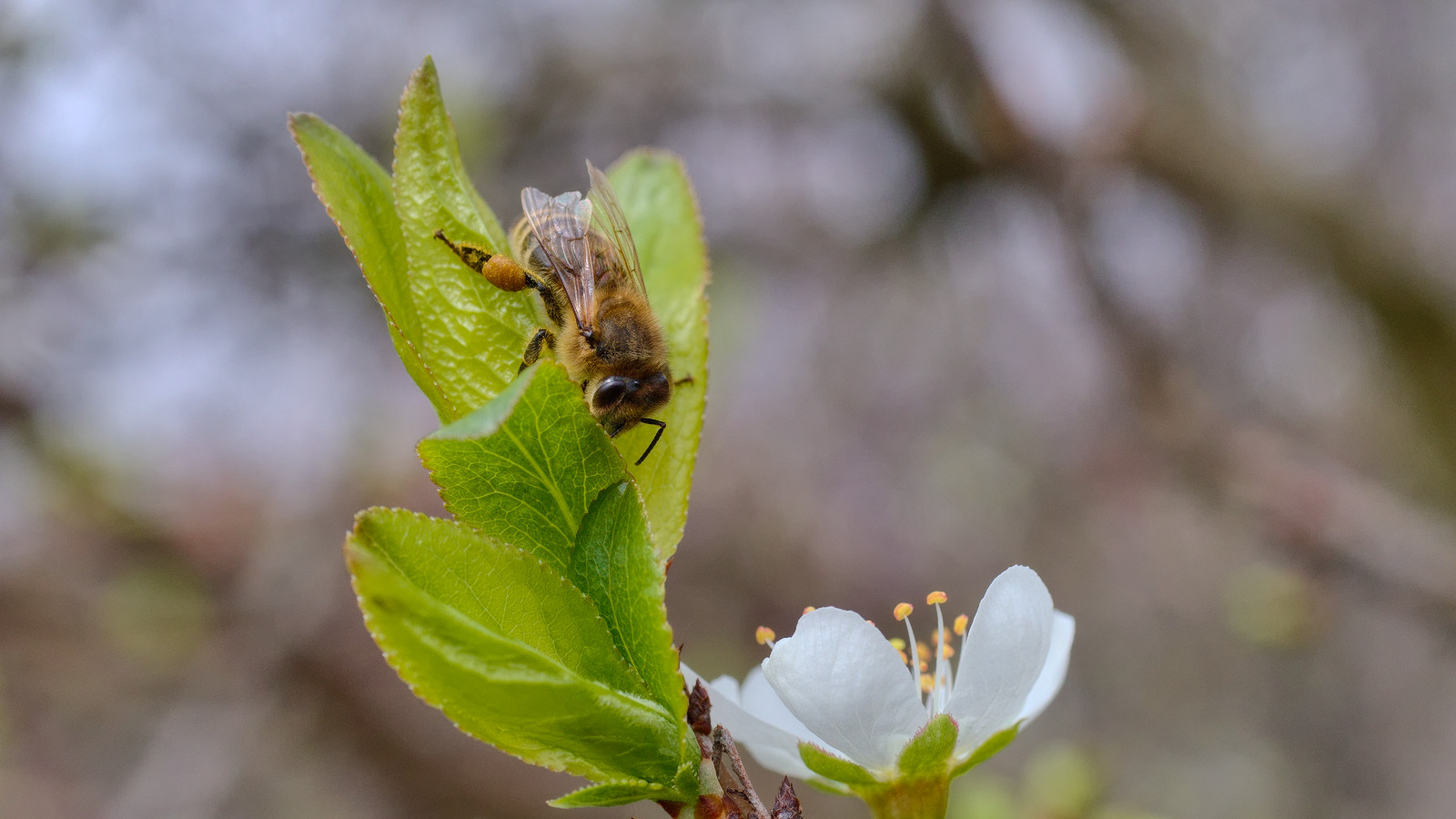 photo "***" tags: macro and close-up, nature, 