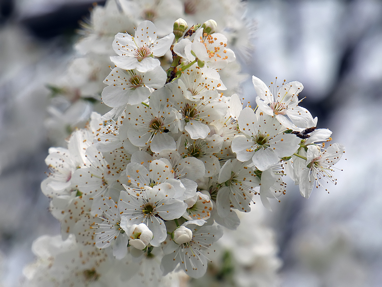 photo "***" tags: nature, flowers