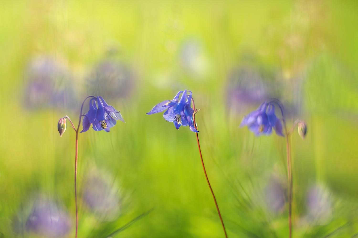 photo "***" tags: macro and close-up, nature, 