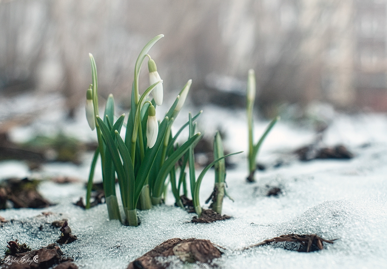 photo "***" tags: macro and close-up, flowers, spring