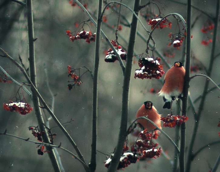 photo "Парочка снегирей на кустах рябины" tags: nature, bird, snow, winter, рябина